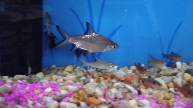 Tiburon bala Grande $50.00
Chico $28.00