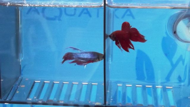Betta Macho
$16.00