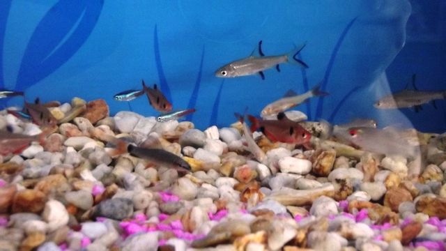 Tiburon arcoiris $22.00 Tiburon arcoiris albino $22.00 Gota de sangre $15.00 Tetra ojo rojo $15.00
Neon $10.00