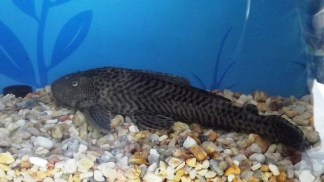 Plecostomus grande 30cm $140.00
Mediano 20cm $100.00 
Chico $10.00