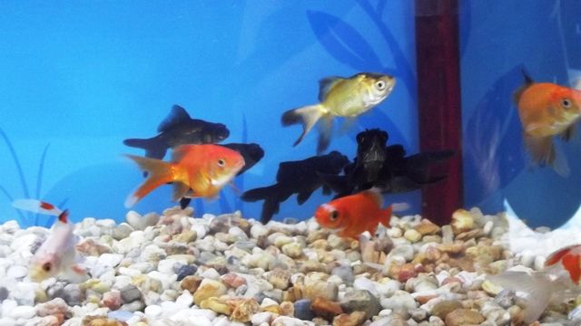 Japones dorado
$10.00